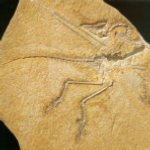 Biologische Einteilungen
