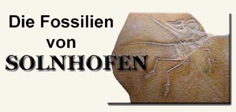 Die Fossilien von Solnhofen